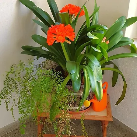 Апартаменты Goldbrunnen Бад-Эльстер